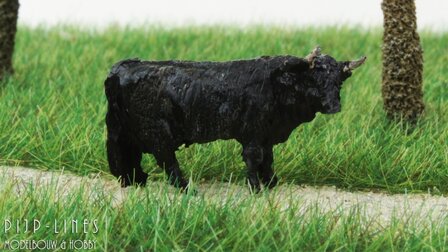 Van Petegem Highland Cattle Zwart