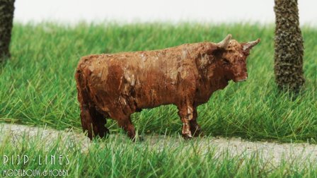 Van Petegem Highland Cattle Bruin