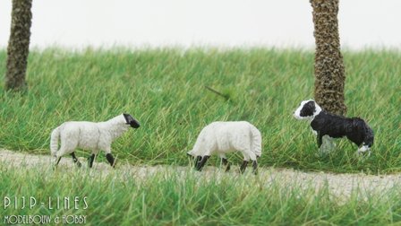 Van Petegem Border Collie met twee Suffolk schapen