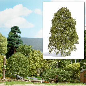 Filigraan Struikgewas Lente