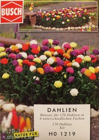 Dahlia's