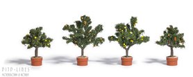 4 Citrusbomen
