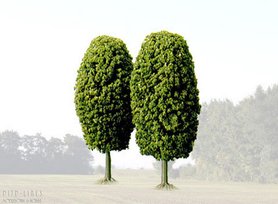 Twee loofbomen